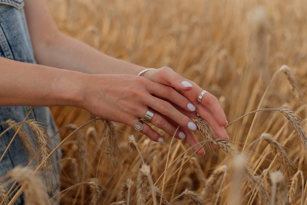 A woman's hands wearing several silver rings among wheat stalks